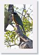 Xandari - 54 * Blue-crowned Motmot * Blue-crowned Motmot